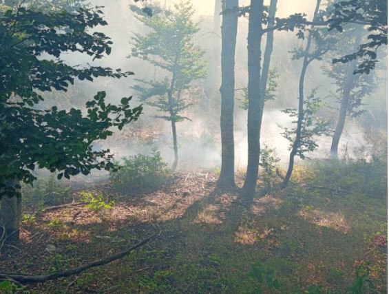 Zjarr në fshatin Dhoskat të Lunxherisë, flakët po avancojnë në zona të mbjella