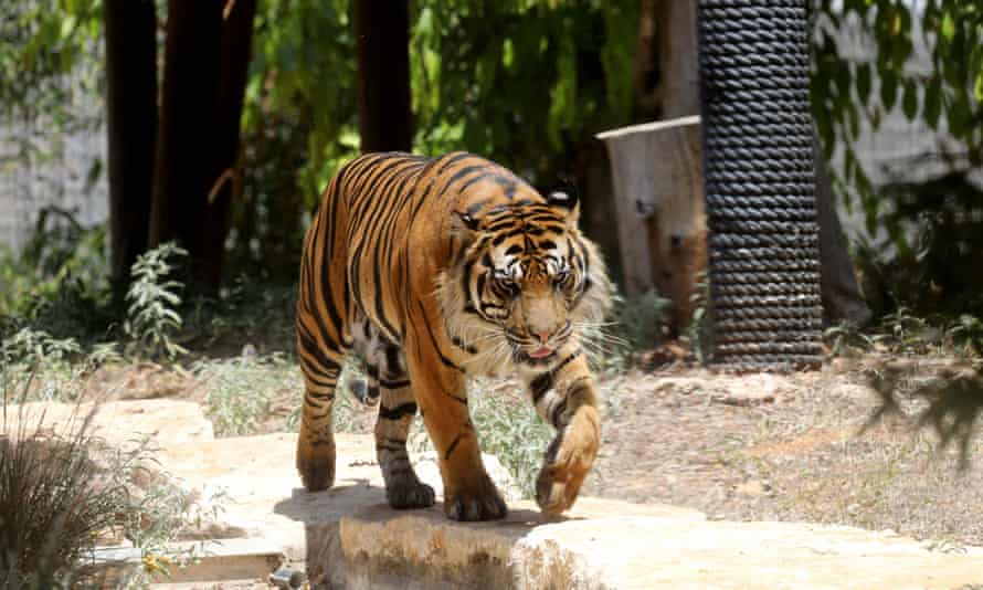 Tigri vret gruan në Kili, ishte harruar dera e kafazit hapur