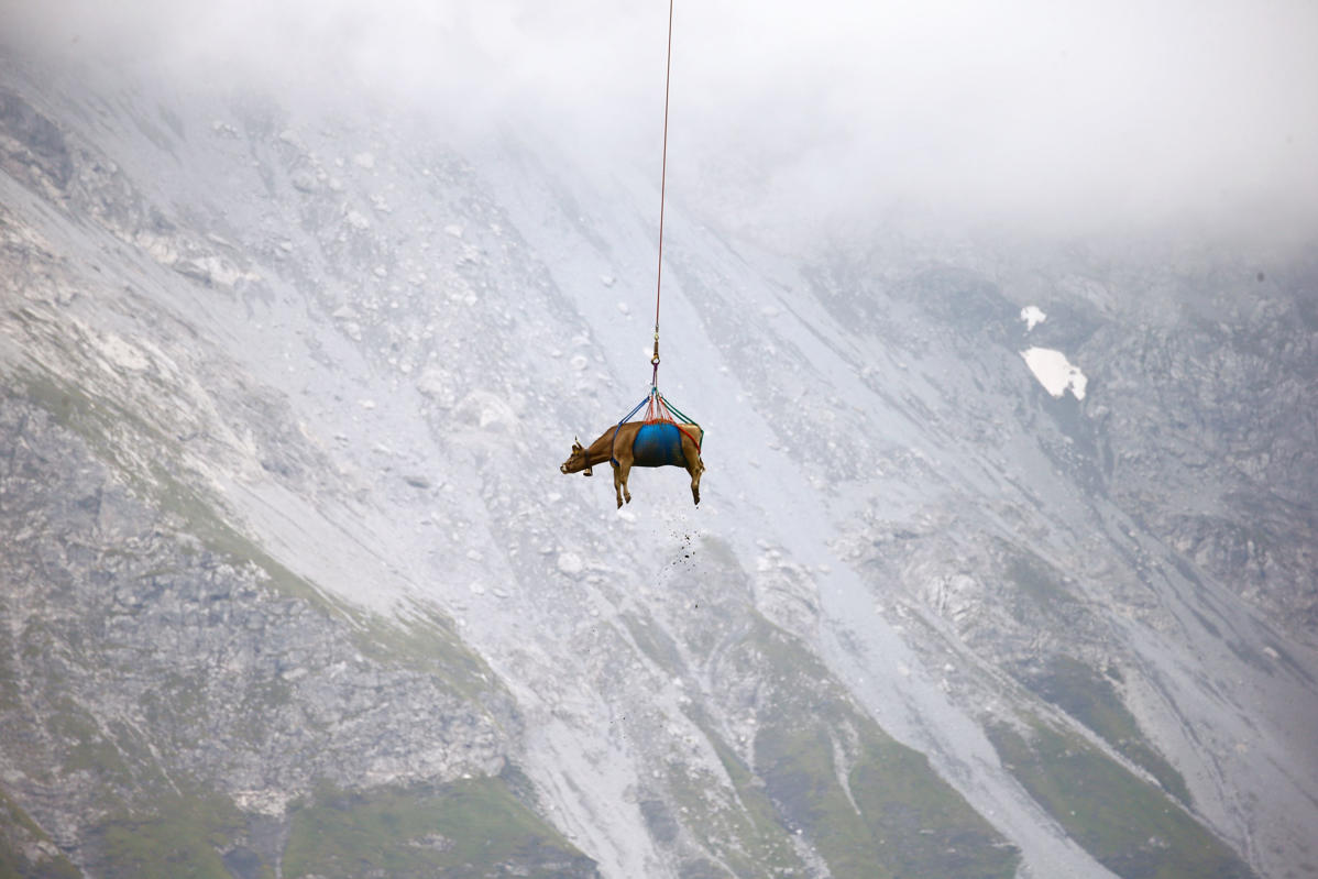 Pamje të pazakonta,”fluturojnë” lopët në Zvicër
