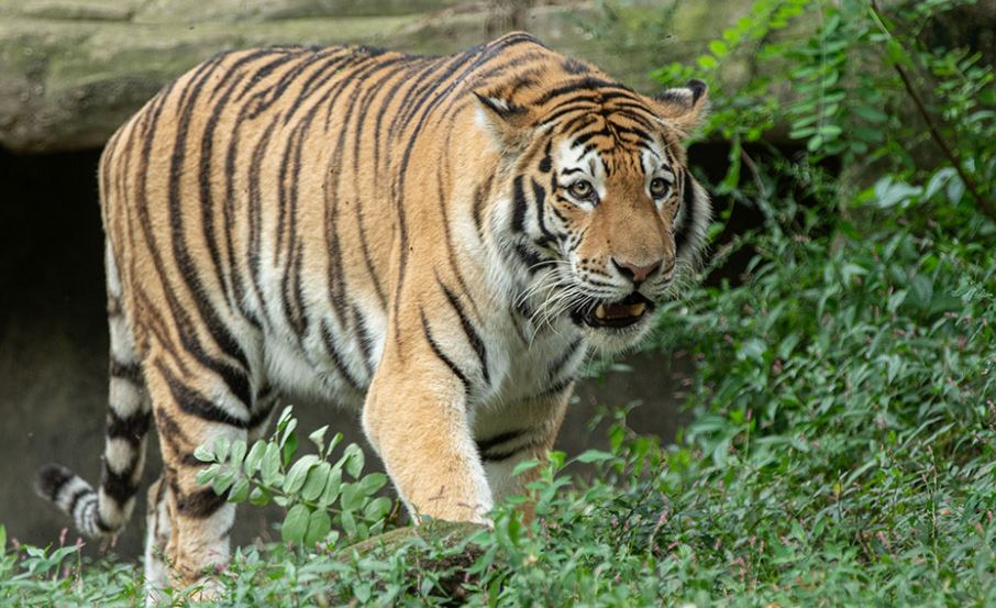 Indonezi, 2 tigra rezultojnë pozitivë me Covid