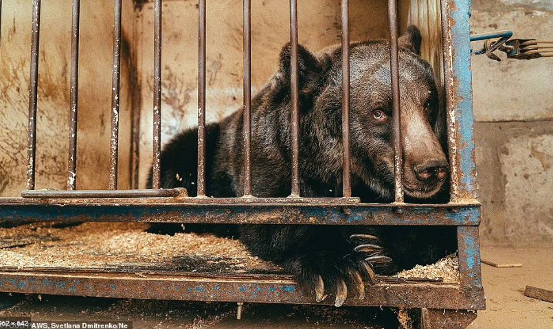 Qendroi gjithë jetën i mbyllur në një kafaz të vogël, ngordh pak muaj pas shpëtimit ariu i vetmuar