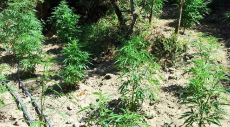 Cannabis cultivation, four arrested in Shkodra
