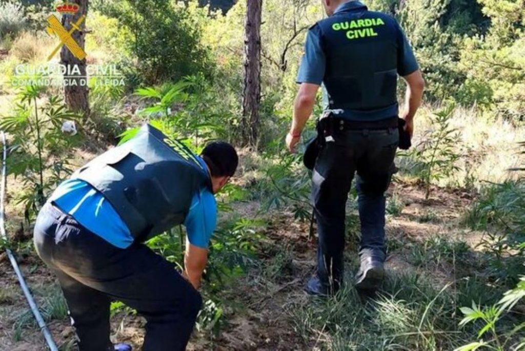 Ngritën plantacionin me kanabis në luginë, agjentët u prishin qetësinë shqiptarëve