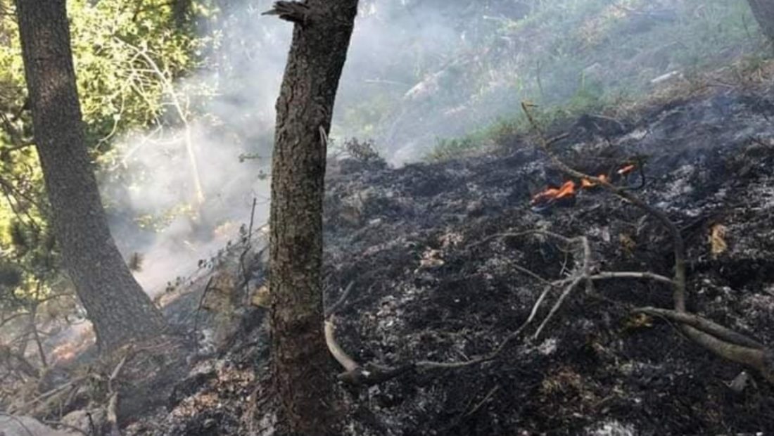 Dogji një sipërfaqe me bimësi në Grykëderdhjen e Semanit, arrestohet 59-vjeçari