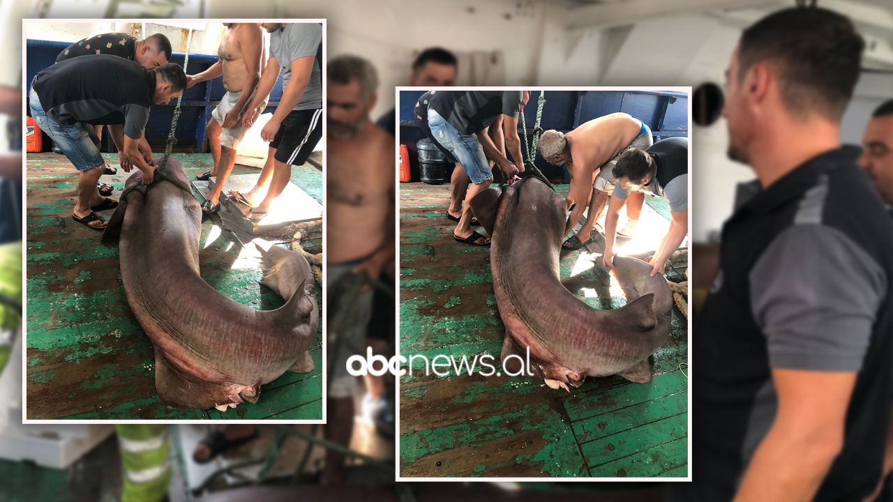 Kapet peshkaqeni 500 kg në Durrës