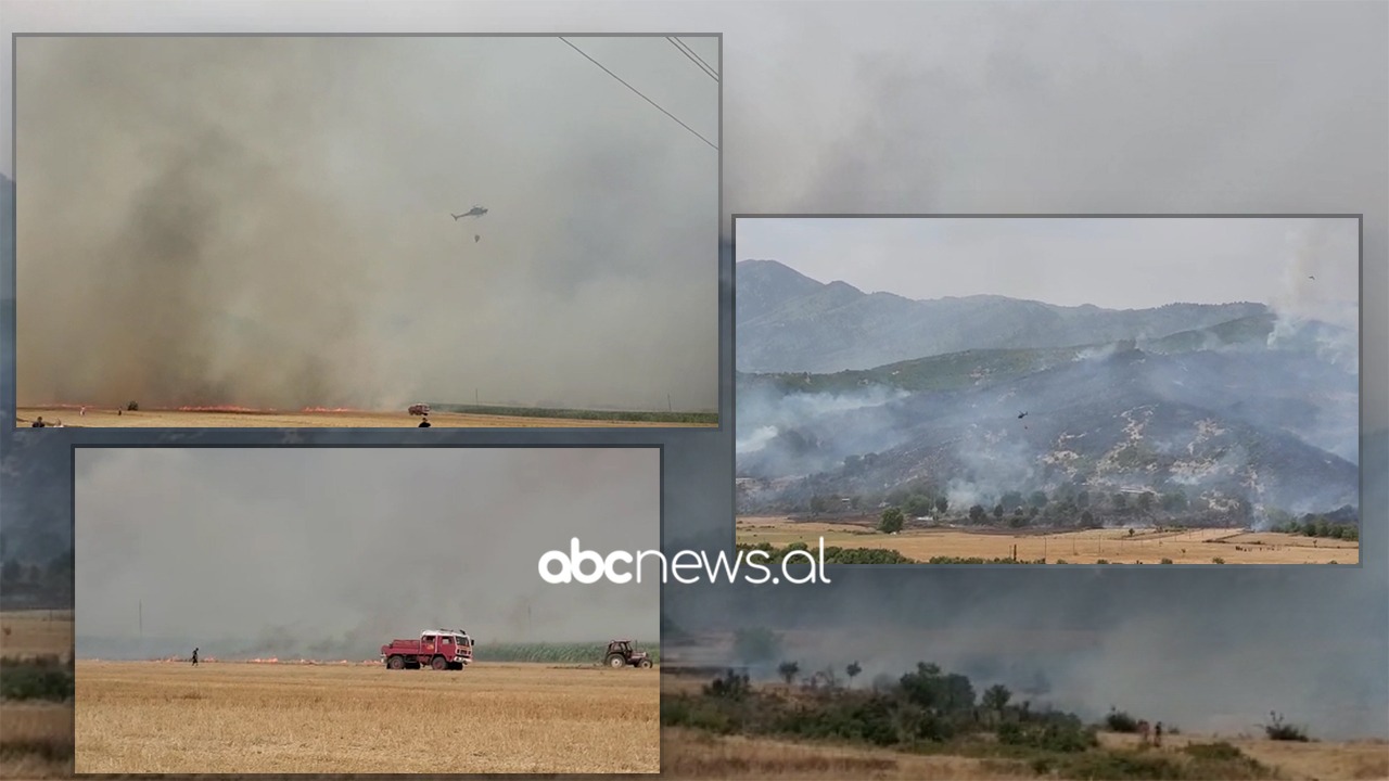 Dogji një sipërfaqe toke me ullinj në fshatin Gjorm, shpallet në kërkim 42 vjeçari