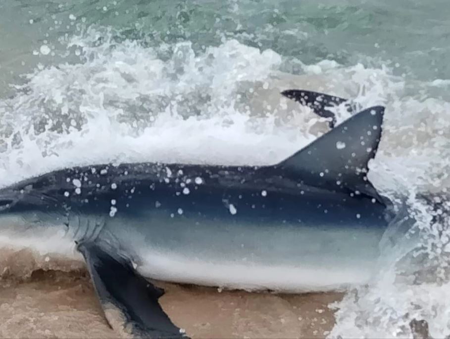 Peshkaqeni 8 metra i gjatë del në breg, tmerrohen pushuesit në Spanjë