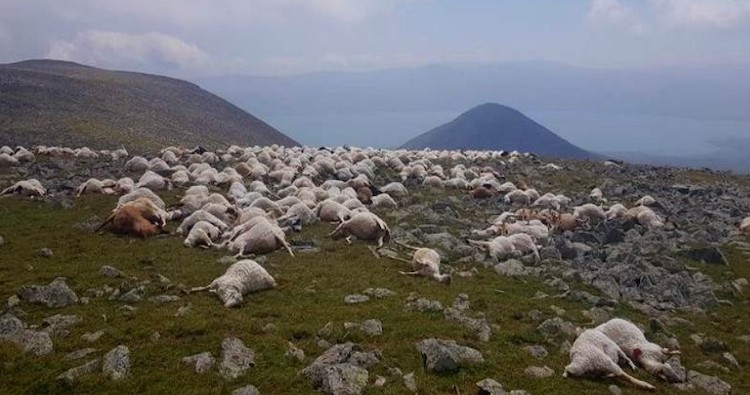 550 kokë dele vriten brenda 1 sekondi