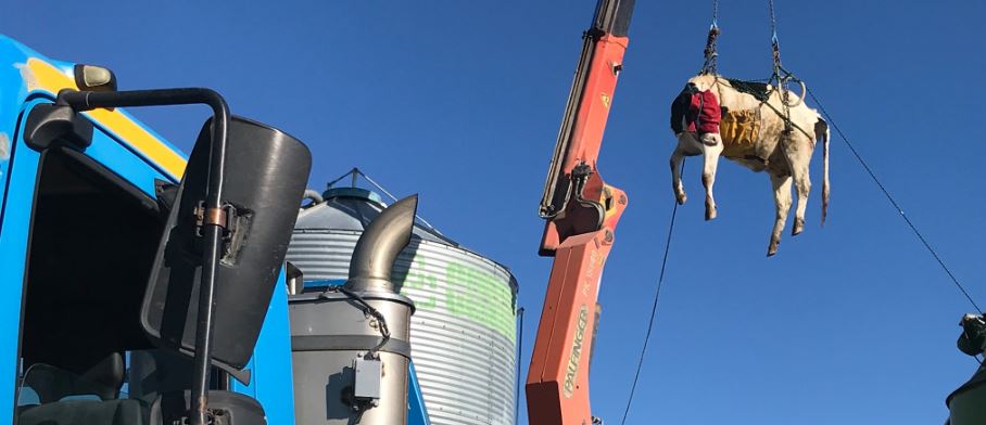 Momenti kur zjarrfikësit përdorin vinçin për të ngritur lopën e bllokuar në platformën e mjeljes