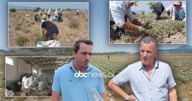 Kultivimi i bimëve mjekësore në Malësinë e Madhe, fermerët: Janë i vetmi burim të ardhurash