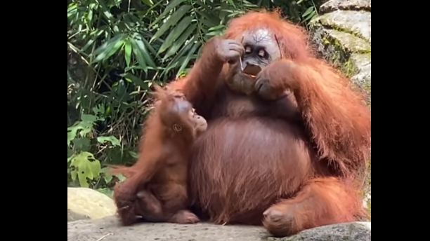 VIDEO gazmore/Çfarë bën një orangutang kur gjen një palë syze dielli