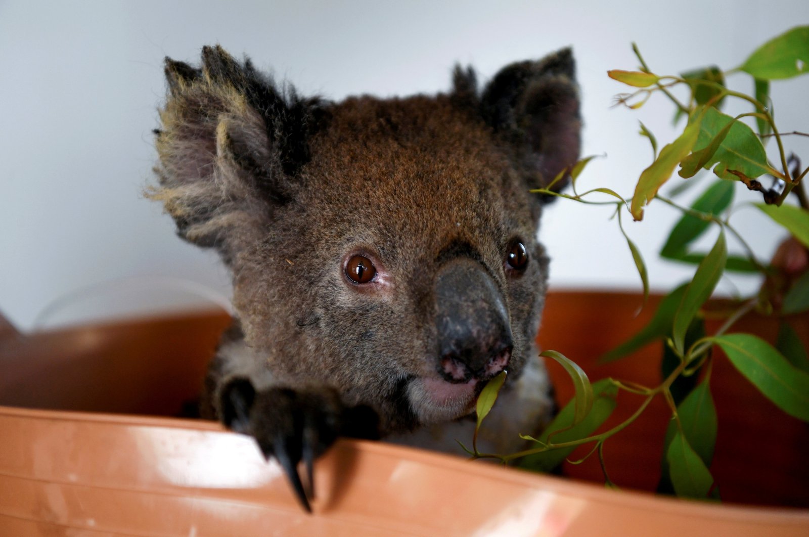 Australia ka humbur 30% të koalëve të saj në 3 vitet e fundit