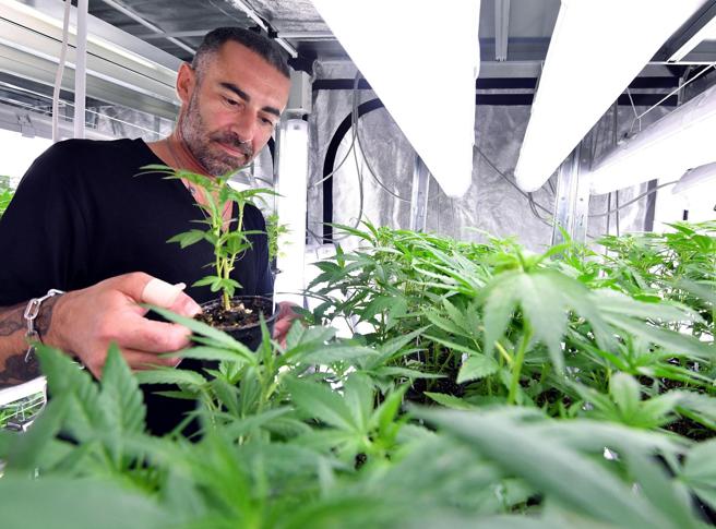 Itali miraton ligjin: Mund të mbillni kanabis në shtëpi