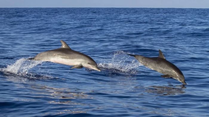 Ishte zhdukur prej 14 orësh, delfinët shpëtojnë të riun në Irlandë