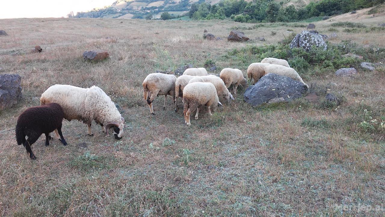 Vodhi 40 dele në Greqi dhe po i fuste në këmbë në Shqipëri, kapet në kufi 44-vjeçari