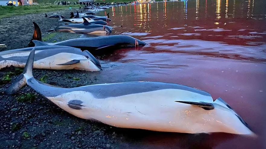 Masakër në Ishujt Faroe, deti ngjyroset me gjakun e 1428 delfinëve të vrarë për traditë