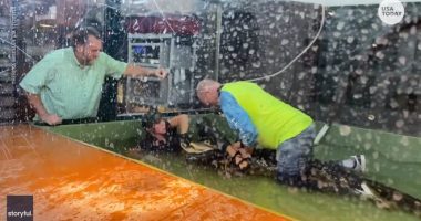 Pamjet e frikshme, krokodili i kafshon dorën trajnueses gjatë shfaqjes