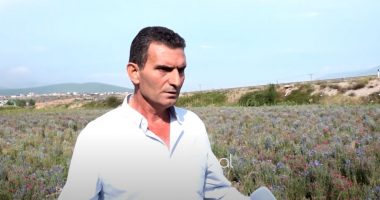 Lulja e cianit, bima që shëron disa sëmundje kultivohet në Kukës