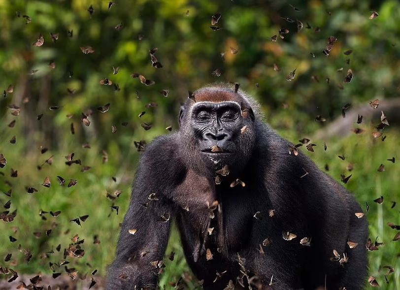 Një gorillë e rrethuar nga fluturat, fituese në konkursin e njohur të fotografisë
