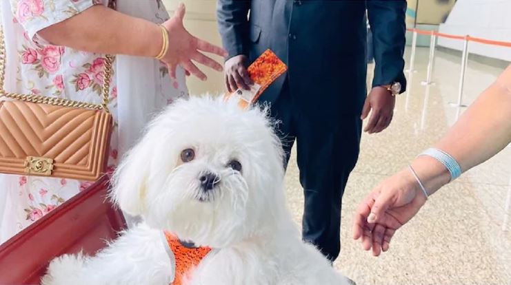 Gruaja rezervon të gjithë kabinën e klasës së biznesit në avion për qenin e saj