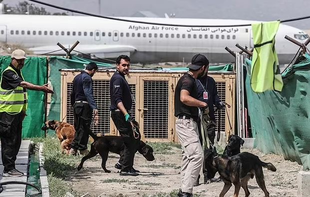 Nuhasin eksplozivë, qentë e lënë pas nga amerikanët tashmë punojnë për talebanët