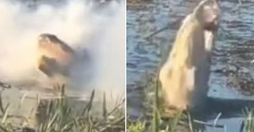 VIDEO/ Momenti i pabesueshëm kur aligatori kap dronin nga ajri dhe e ha