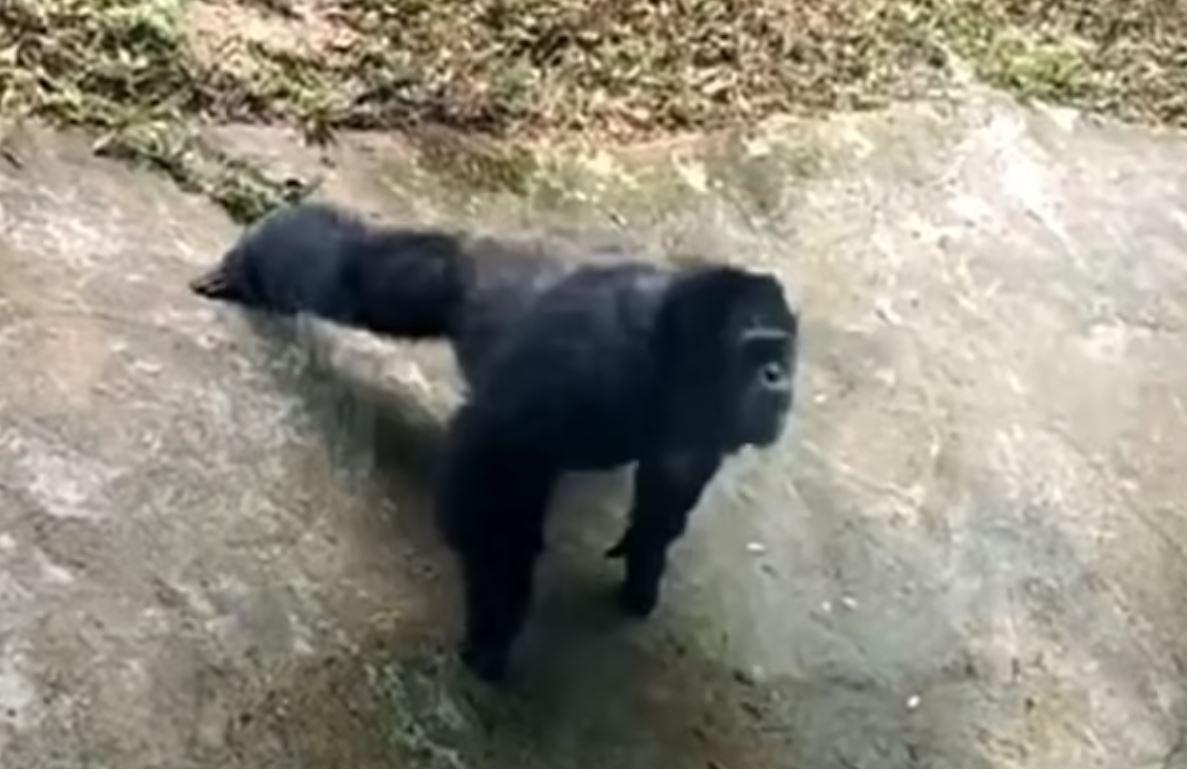 Shimpazeja imiton turistin, momenti epik kur bën “pompa”