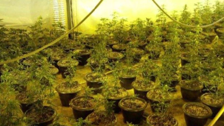 Kapen me “shtëpi bari”, tre të arrestuar në Tiranë, sekuestrohen 27 kg kanabis