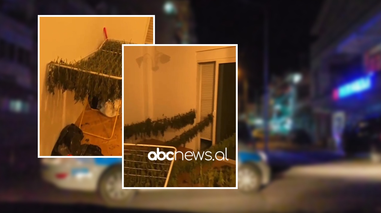 I tradhtoi aroma, VIDEO brenda “shtëpisë së barit” në Tiranë ku prodhohej kanabisi