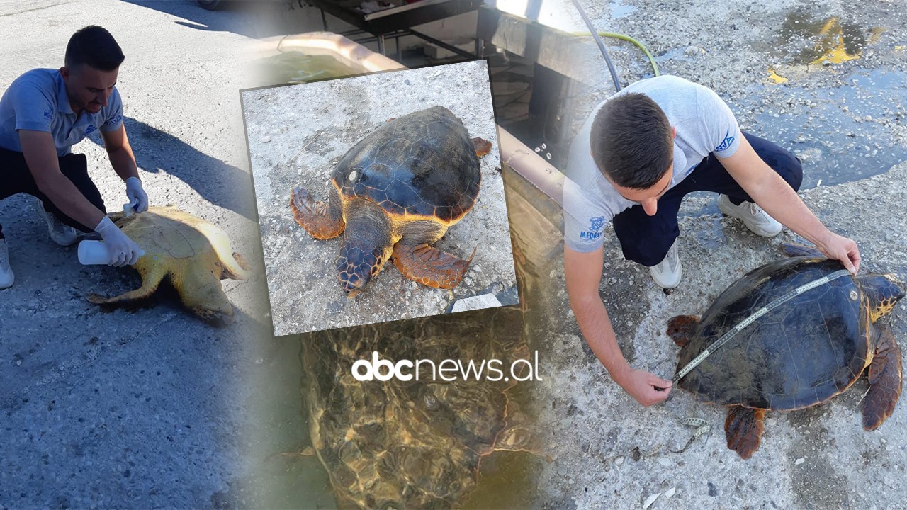 Vjeshta rikthen breshkën e rrallë në brigjet e Orikumit