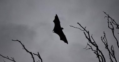 Paralajmëron shkencëtari: Virusi Nipah mund të shkaktojë një pandemi tjetër vdekjeprurëse