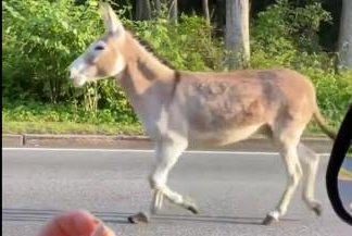 Pas më shumë se katër muajsh liri, kapet gomari i arratisur