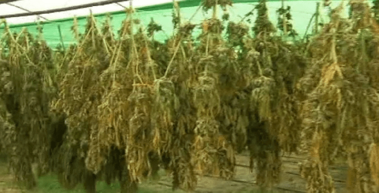 Kanabis mes misrit, policia kap “mat” kultivuesit duke e tharë në Fier