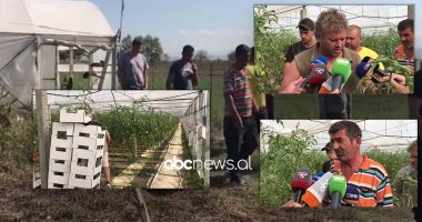 “Maksi nga Tirana na bëri gjëmën”: Fermerët në Roskovec humbin miliona nga fara e domates me probleme