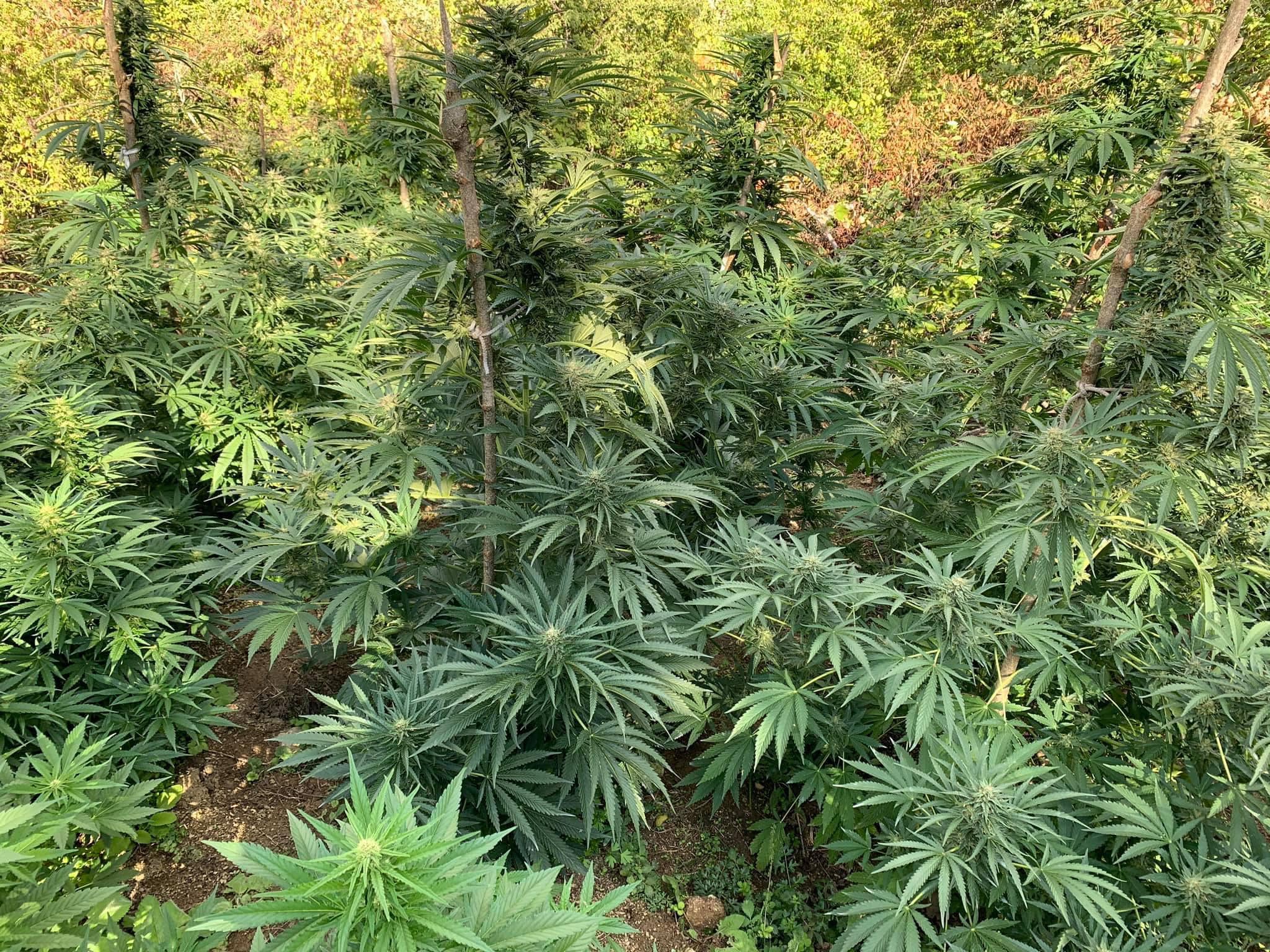 Kultivuan kanabis në zonë të pyllëzuar: 5 të arrestuar në Pukë, mes tyre një i dënuar për vrasje