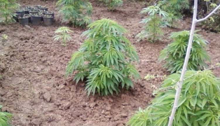 Nipi në Sarandë nxjerr dajën nga burgu: Kanabisin e mbolla unë, si s’kishte dijeni