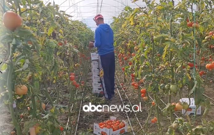 Rroskovec, aty ku mbillet po nuk vilet, eksperimenti me domaten që rrënoi fermerët