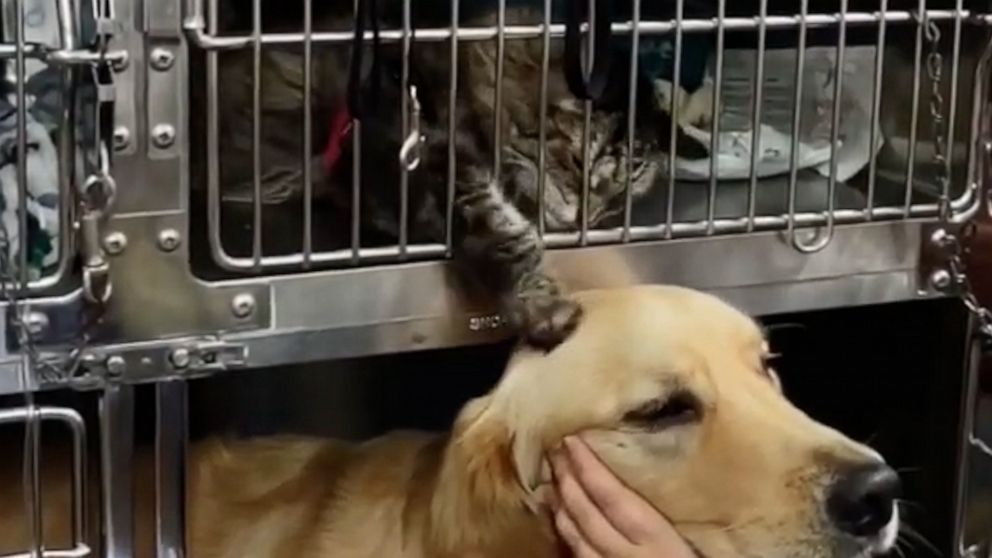 Video fantastike: Macja ngushëllon qenin gjatë vizitës tek veterineri