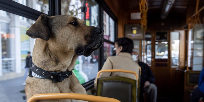 Aventurat e Bojit, qenit që udhëton me metro dhe traget nëpër Stamboll