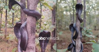 Tri kobra helmuese ngjiten në një dru, pamjet e frikshme bëjnë xhiron e rrjetit