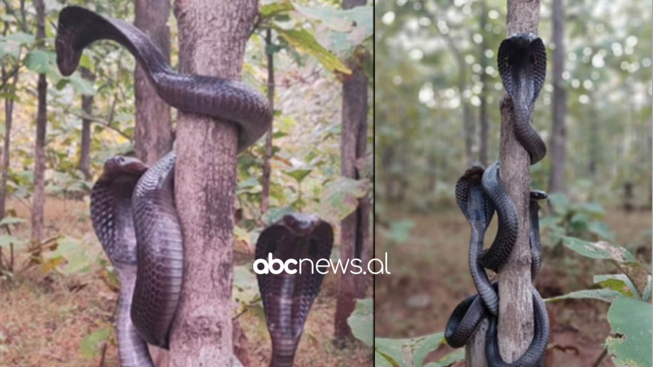 Tri kobra helmuese ngjiten në një dru, pamjet e frikshme bëjnë xhiron e rrjetit