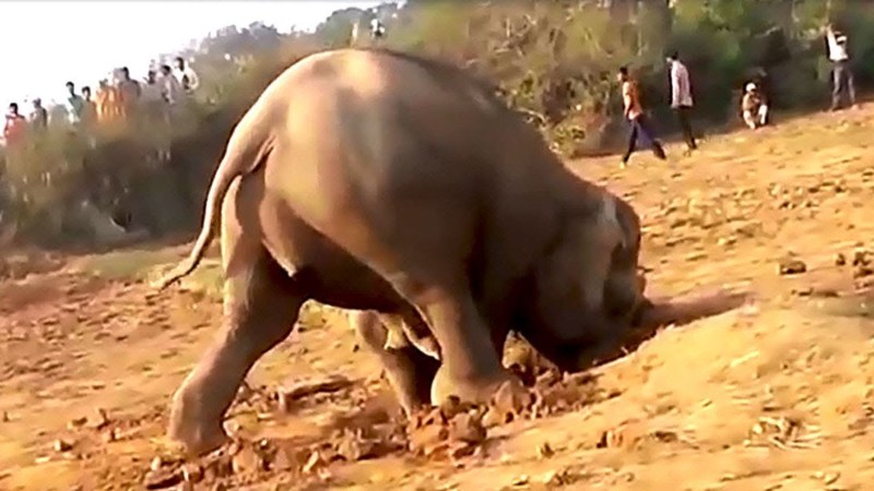 Elefanti hap një gropë për 11 orë, në fund zbulon diçka që askush nuk e priste