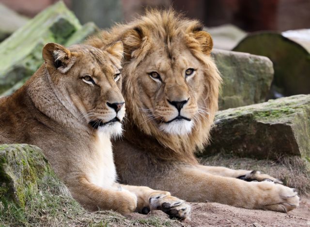 Katër luanë në një kopsht zoologjik rezultojnë pozitiv me koronavirus