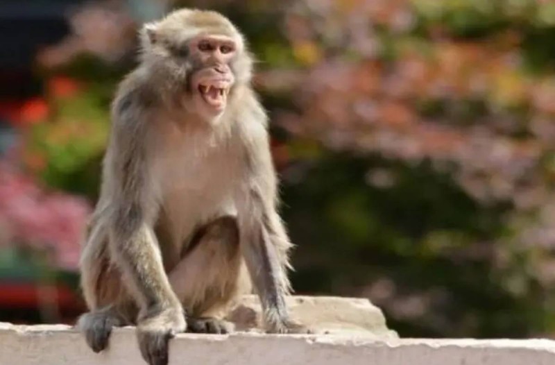 Momenti epik: Gjarpri i madh sulmon majmunin, shikoni se çfarë bën ky i fundit për t’i shpëtuar