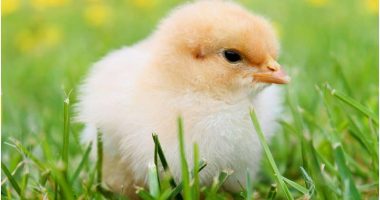 Franca urdhëron mbylljen e shpendëve për shkak të rrezikut të gripit