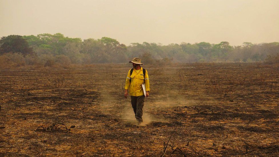 Zjarret në Brazil vranë rreth 17 milionë kafshë