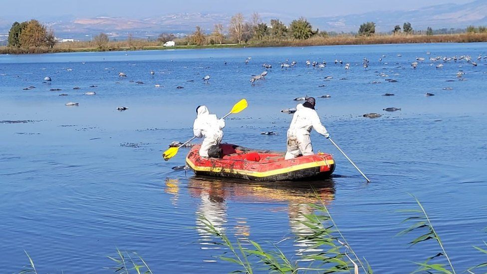 Izraeli përpiqet të frenojë shpërthimin e gripit të shpendëve pasi ngordhin 5000 shpendë