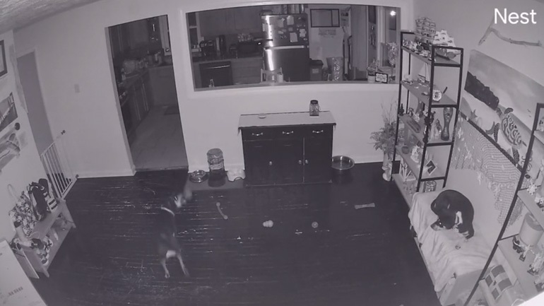 VIDEO/ Qeni fut në “kurth” shokun e tij për t’i zënë vendin