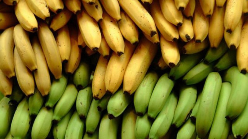 Kjo do t’i ndodhë trupit tuaj nëse hani banane jeshile, mos e injoroni