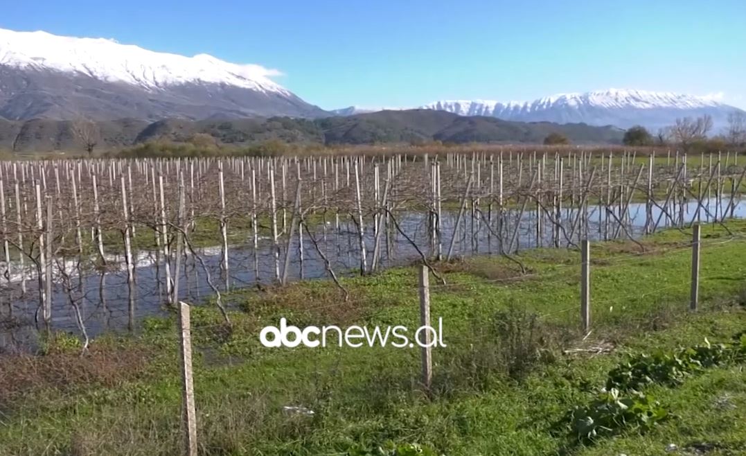 Përmbytjet dëmtuan 100 hektarë tokë bujqësore në Tepelenë